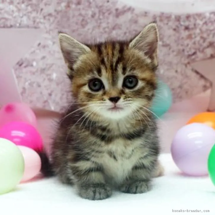 ID：2208-00671の子猫