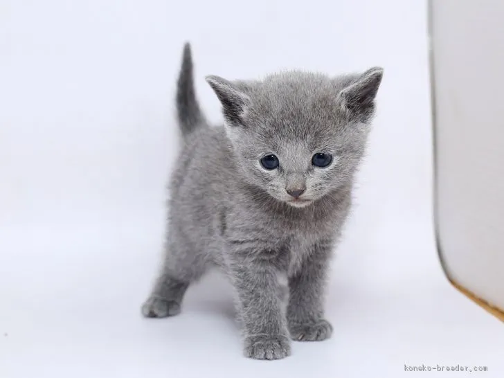 ID：2002-00071の子猫