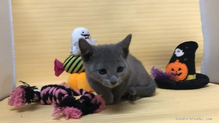 ID：1910-01482の子猫