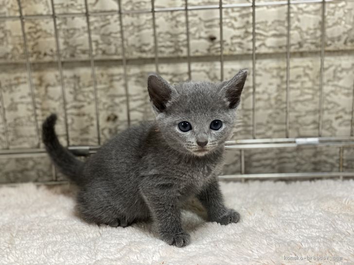 ロシアンブルー 栃木県 女の子 年6月28日 ブルー 可愛い 5兄妹です 小さめな子です みんなの子猫ブリーダー 子猫id 07 097