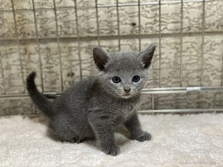 あっちゃん 様のお迎えした子猫