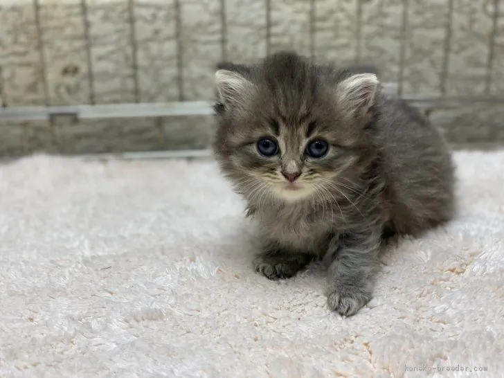 ID：2008-02052の子猫