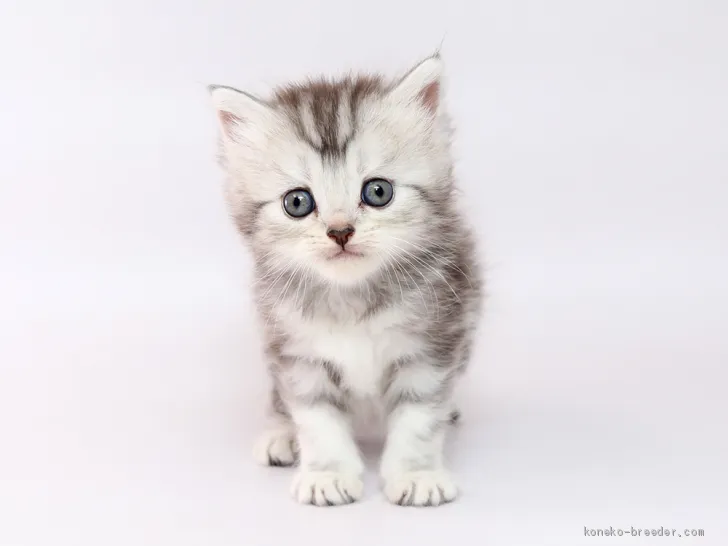 ID：1908-00531の子猫