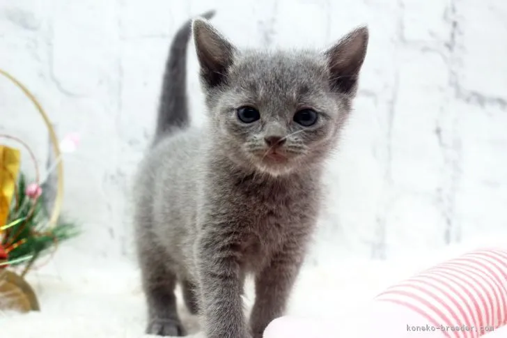 ロシアンブルー【栃木県・男の子・2021年11月21日・ブルー】の写真1
