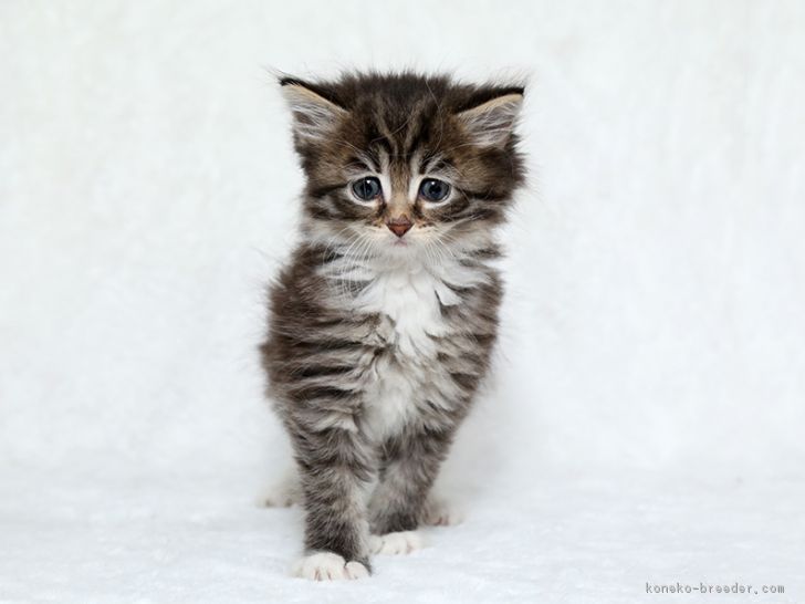 ID:1701-00018の子猫