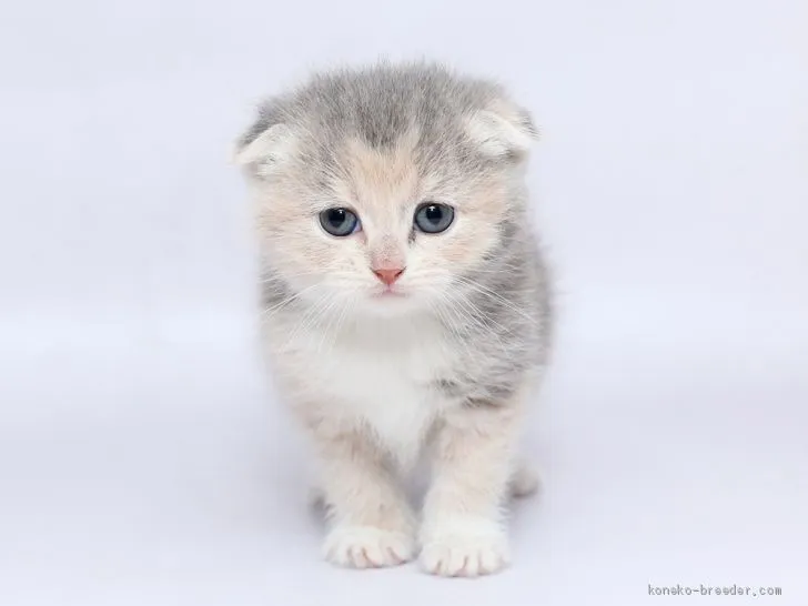 ID：2002-00066の子猫