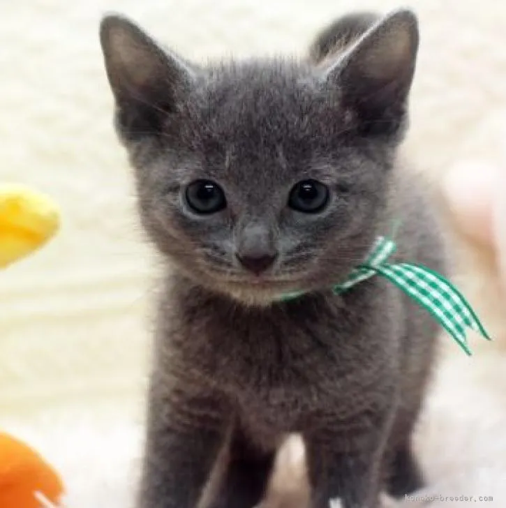 ロシアンブルー【栃木県・男の子・2023年1月21日・ブルー】の写真1