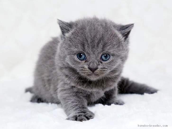 ID：1604-00740の子猫