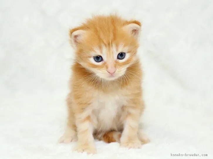 うーたん 様のお迎えした子猫