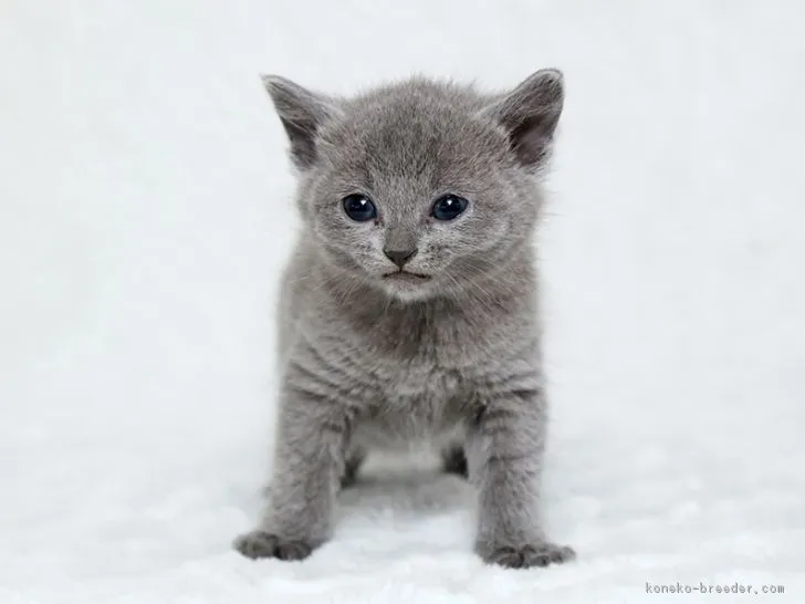 カオル 様のお迎えした子猫