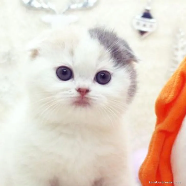 ID：2211-02584の子猫