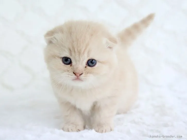 もた ここ のんママ 様のお迎えした子猫