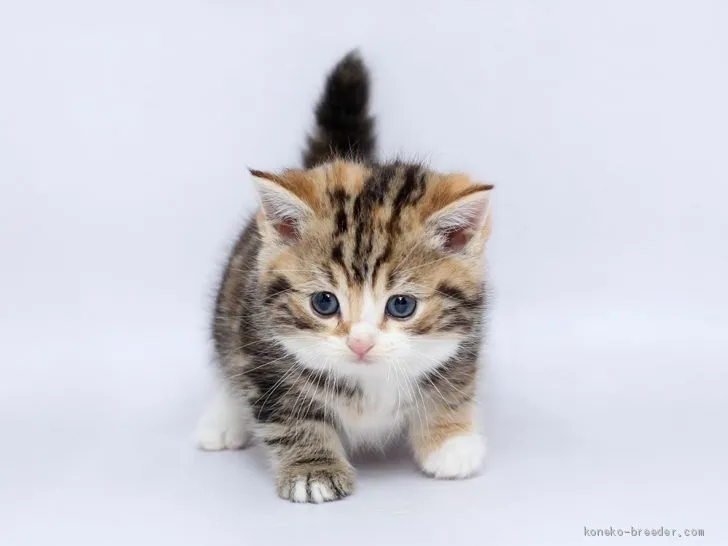 ID:2002-01412の子猫