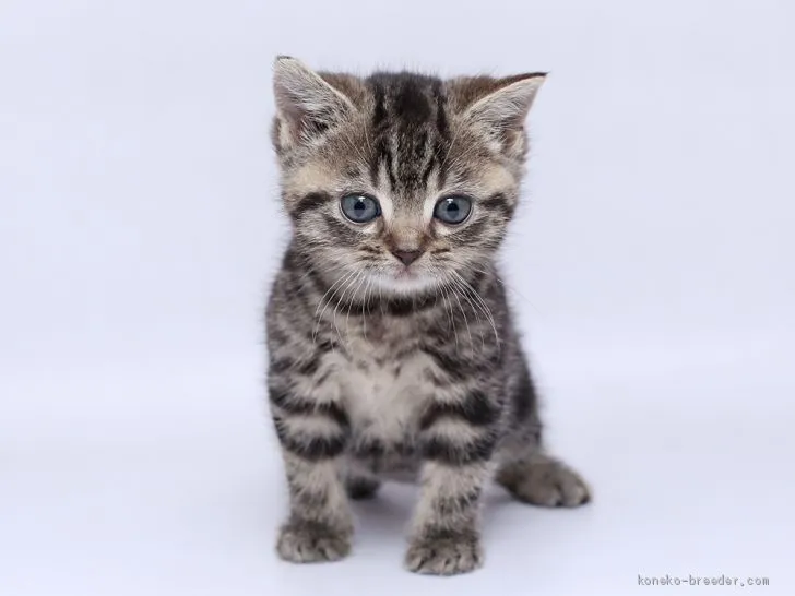 まぁーちゃん 様のお迎えした子猫