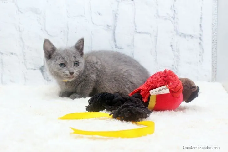 ID：2011-00342の子猫