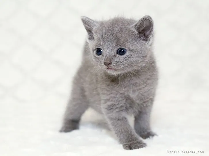 tafu03 様のお迎えした子猫