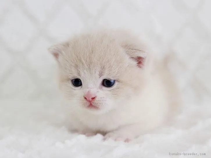 ID：1603-00555の子猫