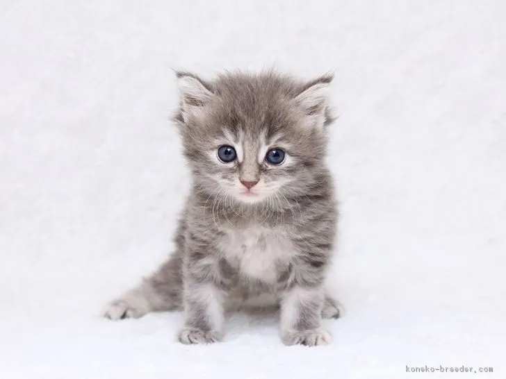 ID：1707-00776の子猫