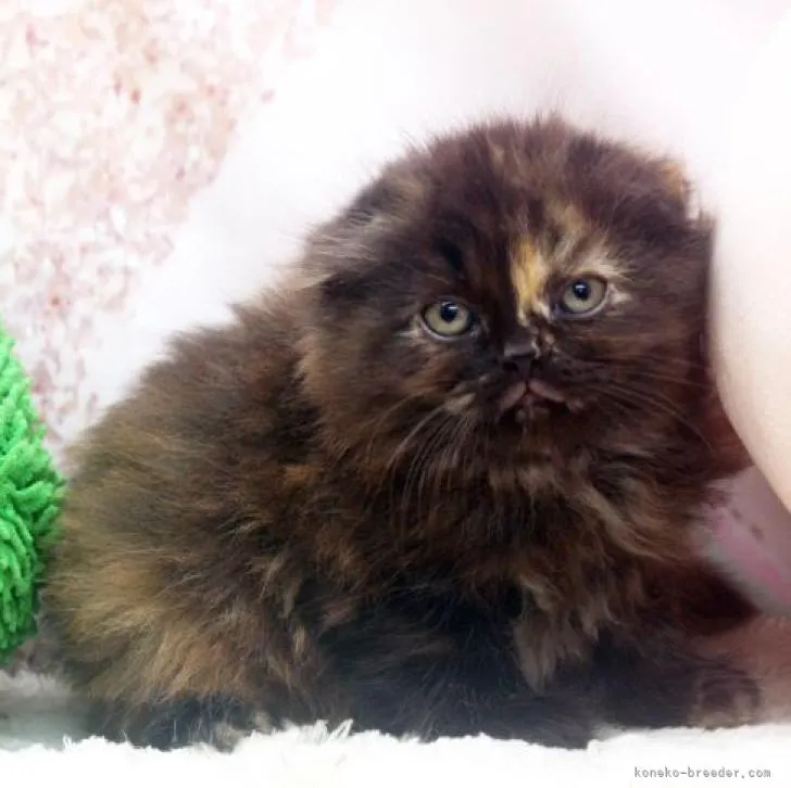 ID：2211-00952の子猫