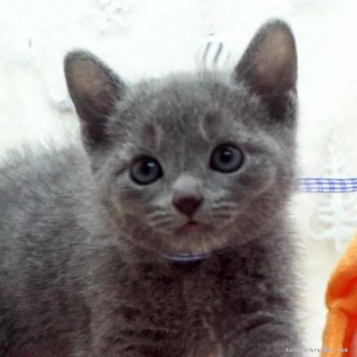 ID：2211-02582の子猫