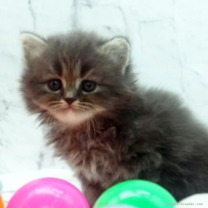 ID：2209-00932の子猫