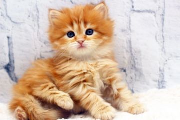 サイベリアン【栃木県・女の子・2021年11月13日・レッドタビー（トリプルコートi）】の写真「モフモフです。可愛く成長してます。」