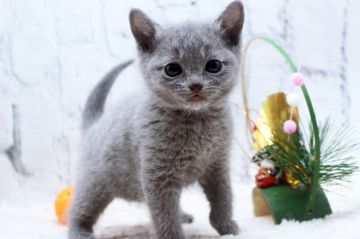 ロシアンブルー【栃木県・女の子・2021年11月21日・ブルー】の写真「可愛いお顔の女の子.」