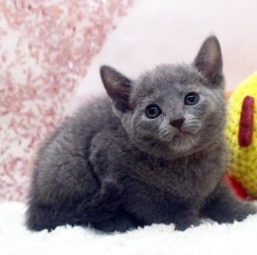 ロシアンブルー【栃木県・女の子・2022年9月24日・ブルー】の写真「お転婆さん」