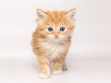 メインクーン【栃木県・男の子・2019年11月15日・レッドタビー&ホワイト（ロング）】の写真「可愛い3兄妹です。」