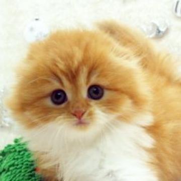 スコティッシュフォールド(折れ耳)【栃木県・女の子・2022年10月14日・レッドタビー&ホワイト（ロング）】の写真「ロングコートの可愛い一人っ子ちゃん」