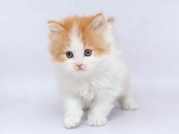 サイベリアン【栃木県・女の子・2020年1月21日・レッドタビー&ホワイト（ロング）】の写真「のんびり屋さん！ホワイトは多め！」