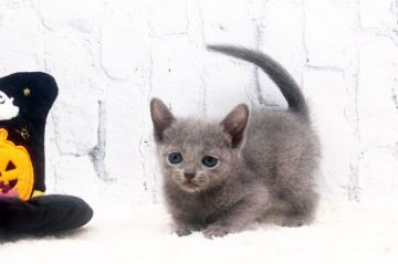 ロシアンブルー【栃木県・女の子・2020年9月9日・ブルー（ショート）】の写真「小さめですが元気一杯です。」