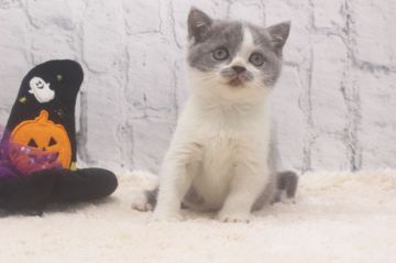 ブリティッシュショートヘア【栃木県・女の子・2020年9月10日・ブルー&ホワイト】の写真「おひげ柄が可愛い(笑)です」