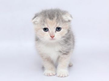 スコティッシュフォールド(折れ耳)【栃木県・女の子・2019年12月25日・ダイリュートキャリコ（ショート）】の写真「きれいなパステルカラーです。」