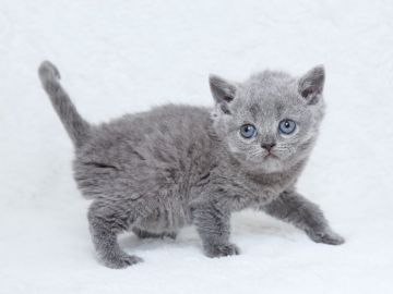 ブリティッシュショートヘア【栃木県・女の子・2017年3月19日・ブルー】の写真「綺麗なブルーです。」