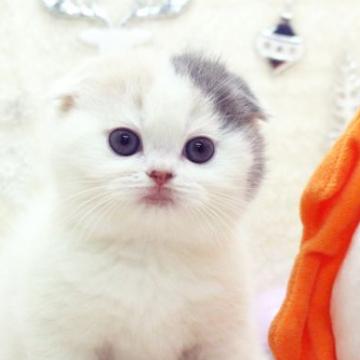 スコティッシュフォールド(折れ耳)【栃木県・女の子・2022年10月15日・ダイリュートキャリコ（ショート）】の写真「まん丸お顔の可愛い子です」