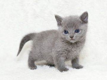 ロシアンブルー【栃木県・女の子・2017年1月21日・ブルー】の写真「大人気ロシアンブルー３姉妹」