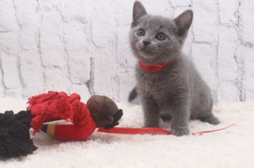 ロシアンブルー【栃木県・女の子・2020年9月25日・ブルー】の写真「可愛い４姉妹です」