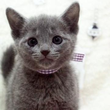 ロシアンブルー【栃木県・男の子・2022年10月9日・ブルー】の写真「イケメン兄弟です」