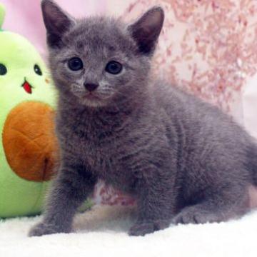 ロシアンブルー【栃木県・男の子・2022年9月24日・ブルー】の写真「お目目のパッチリなイケメン君^_^」