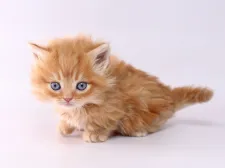 マンチカン(短足)【栃木県・男の子・2019年11月9日・レッドタビー】の写真1