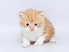 スコティッシュフォールド(立ち耳)【栃木県・男の子・2020年1月25日・レッドタビー&ホワイト】の写真1