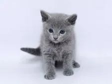 ロシアンブルー【栃木県・女の子・2020年1月25日・ブルー】の写真1