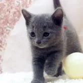 ロシアンブルー【栃木県・女の子・2022年9月24日・ブルー】の写真1