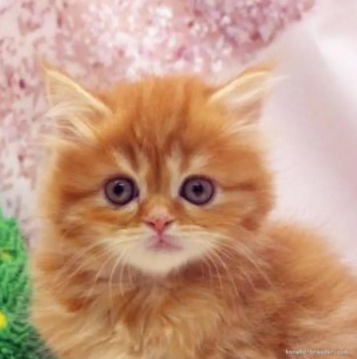 ID：2211-00953の子猫