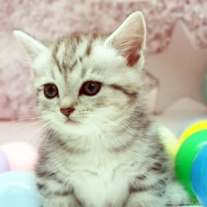 ID：2208-00660の子猫