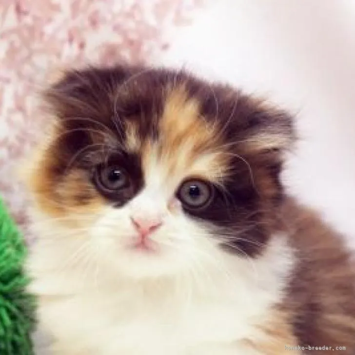 ID:2211-00955の子猫