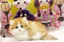 サイベリアン【栃木県・男の子・2022年1月1日・】の写真2