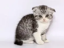 スコティッシュフォールド(折れ耳)【栃木県・男の子・2019年1月18日・】の写真2
