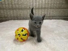 ロシアンブルー【栃木県・女の子・2020年6月28日・ブルー】の写真3